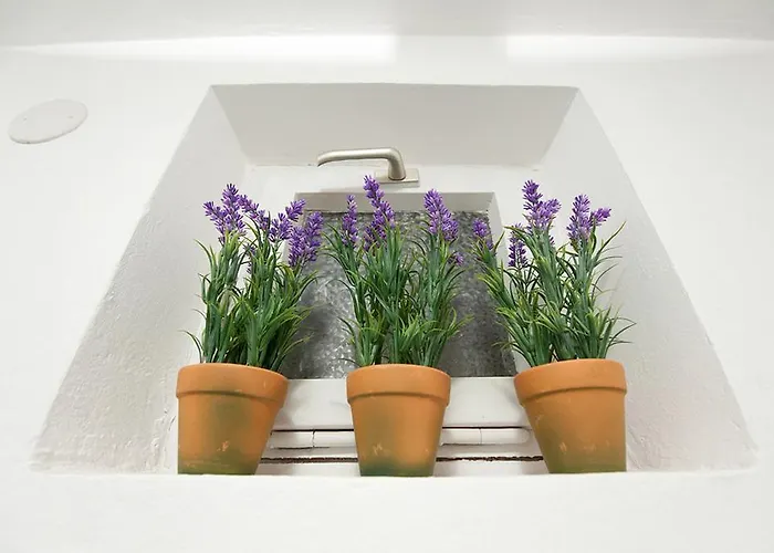 Viola * Zadar