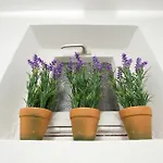 Viola * זאדאר
